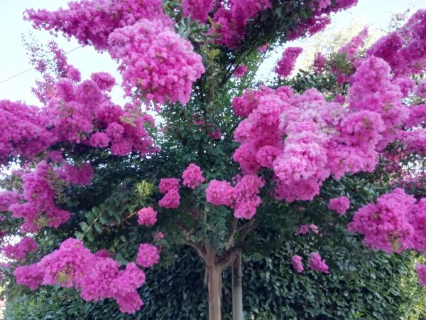 Crape Myrtle Pruning in Dover