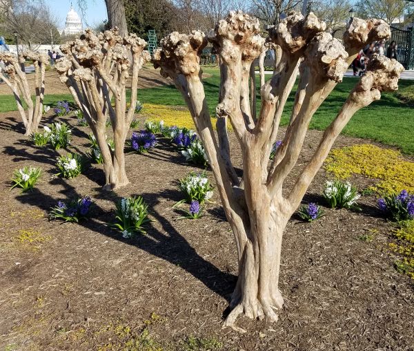 Myrtle Tree Removal in Dover