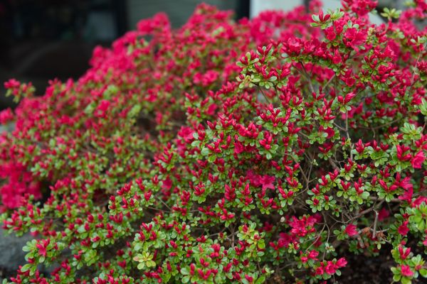 Weigela Removal Service in Dover