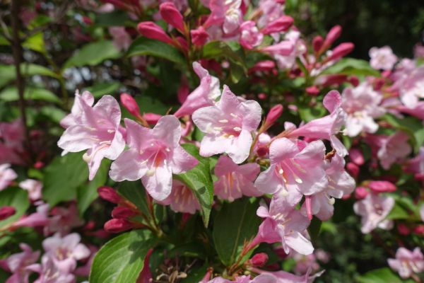 Weigela Pruning Service in Dover