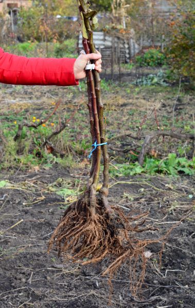 Shrub Root Removal in Dover