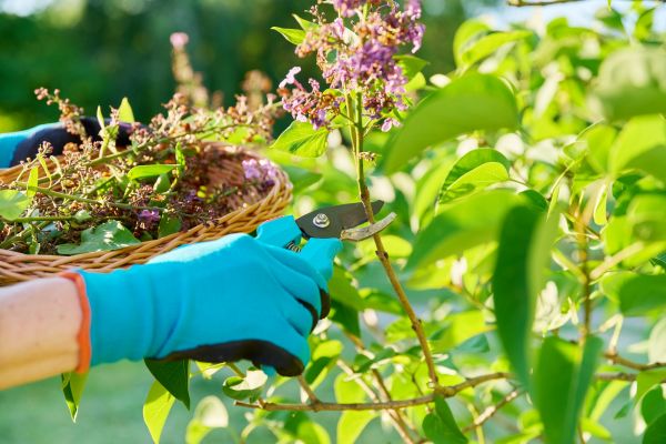 Lilac Trimming Service in Dover