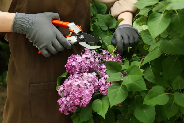 Lilac Pruning Service in Dover