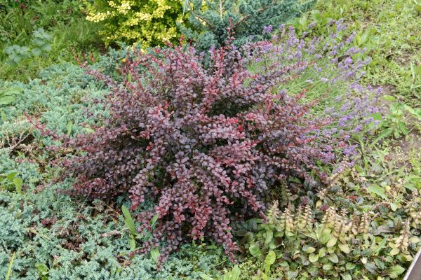 Japanese Barberry Removal in Dover