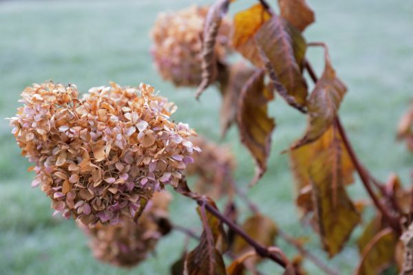 Hydrangea Removal in Dover