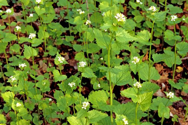 Garlic Mustard Removal in Dover