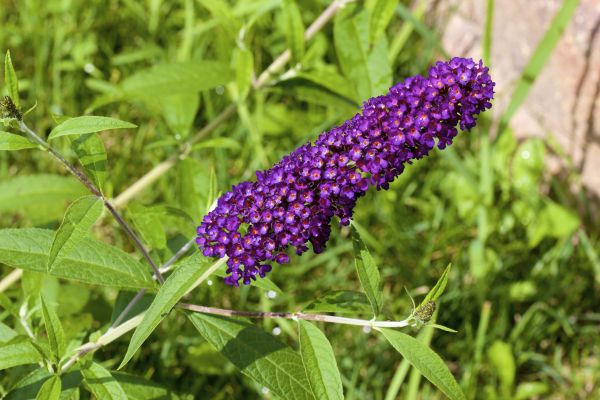 Butterfly Bush Pruning in Dover