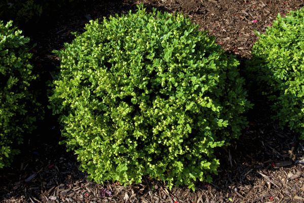 Boxwood Removal in Dover