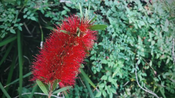 Bottlebrush Pruning in Dover