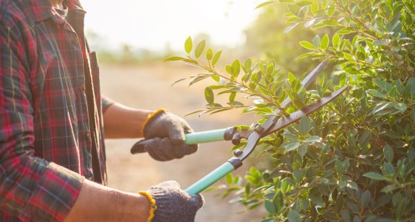 Shrub Pruning in Dover